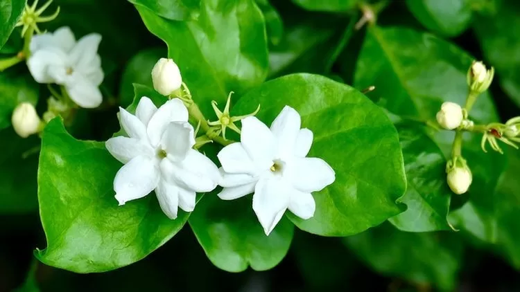 Keajaiban Bunga Melati, Rahasia Kecantikan Awet Muda